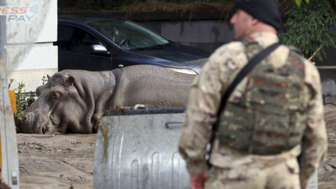 Un policía junto a un hipopótamo en la calle enfangada de Tblisi. El animal se escapó del zoo por las fuetes riadas que golpearon la capital de Georgia. REUTERS/Beso Gulashvili