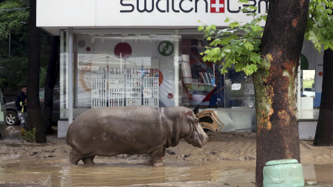 Un hipopótamo camina por las calles enfangadas de Tblisi, tras escapar del zoo de la capital de Georgia debido a las fuertes inundaciones. REUTERS/Beso Gulashvili