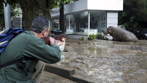 Un hombre dispara un dardo tranquilizante a un hipopótamo en la calle enfangada de Tblisi. El animal se escapó del zoo por las fuetes riadas que golpearon la capital de Georgia. REUTERS/Beso Gulashvili