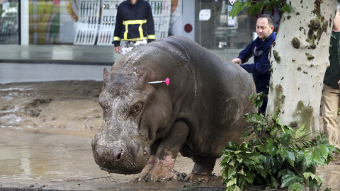 Un hombre dirige al hipopótamos después de haberle disparado con un dardo tranqulizante. El animal se escapó del zoo de Tblisi por las fuetes riadas que golpearon la capital de Georgia. REUTERS/Beso Gulashvili