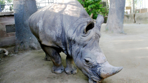 17/10/2023 - El rinoceronte Pedro en el Zoo de Barcelona.