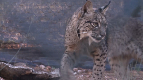 Proyecto Life para la conservación del lince ibérico