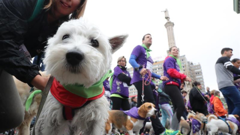 Vista de la salida de la VII Carrera Solidaria por la Adopción y la Tenencia de Animales de Compañía de Perrotón que ha tenido lugar hoy en la plaza de Colón de Madrid. EFE/Zipi