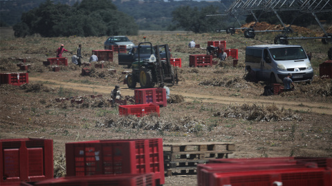 Explotación agraria en los campos de BEJA(Portugal)