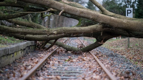 Un árbol caído por una tormenta. EUROPA PRESS