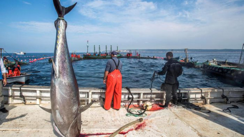 Un grupo de pescadores capturan atunes en aguas de Barbate (Cádiz).- EFE