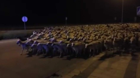 Un millar de ovejas irrumpe por sorpresa en el casco urbano de Huesca mientras su pastor duerme. Facebook/ Policía Local de Huesca