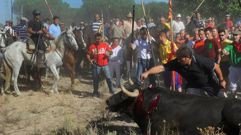 El descabello del Toro de la Vega en las fiesta de 2014. PACMA