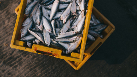 08/08/2019 - El mercurio es tóxico para el ser humano y se concentra en el pescado