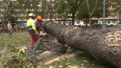 La borrasca Bernard tira 200 árboles en Córdoba