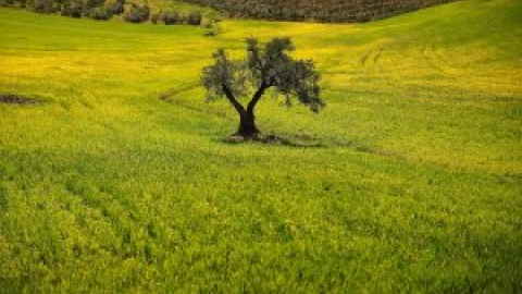 El Gobierno se niega a aclarar si empresas españolas pudieron financiar el yihadismo comprando aceite turco