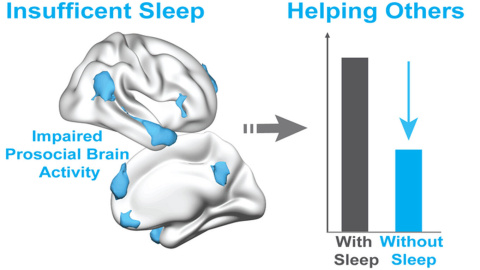 Un estudio de este año de la Universidad de California en Berkeley demuestra que la falta de sueño reduce el deseo de ayudar a los demás, debido a una caída de la actividad de la red prosocial del cerebro