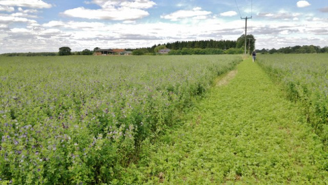 La exportación de alfalfa deshidratada desde España a China superó las 14.000 toneladas en solo ocho meses.