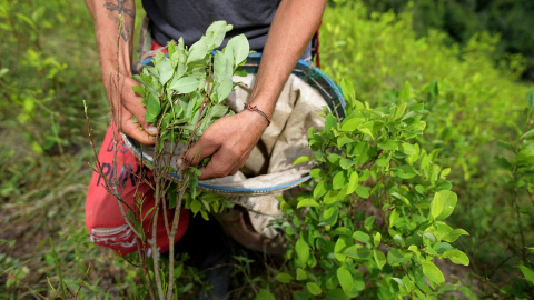 Un recolector de hoja de coca trabaja en una plantación en Catatumbo, departamento colombiano de Norte de Santander. AFP/Raúl Arboleda