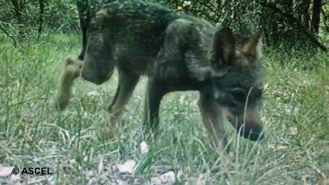 09/08/2019- Un cachorro de lobo en libertad en Castilla y León/ ASCEL