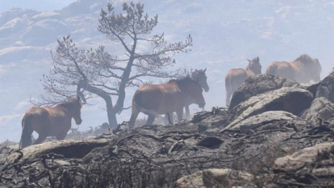 El grupo de caballos que corría el riesgo de morir quemado en el incendio de La Granja. / Emergencias 112