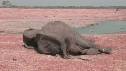 La Tierra ha perdido el 60% de sus animales salvajes en 44 aÃ±os