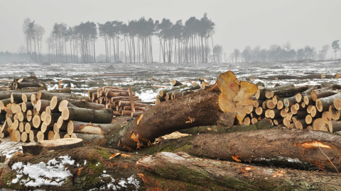 El 20% de la Amazonía ha disminuido durante el periodo del estudio. WWF