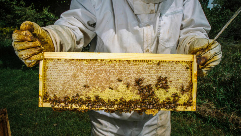 Los polinizadores como las abejas están bajo creciente amenaza. WWF