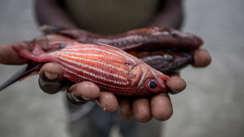 Pescador con peces en sus manos, Mafamede, Mozambique. WWF