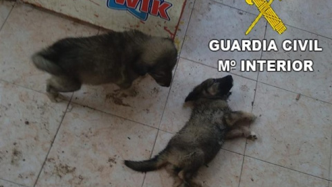 Detenido por maltrato animal en Benicarló. Guardia Civil