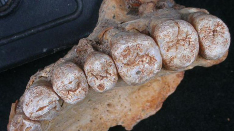 Mandíbula fósil hallada en la cueva Misliya. / Israel Hershkovitz