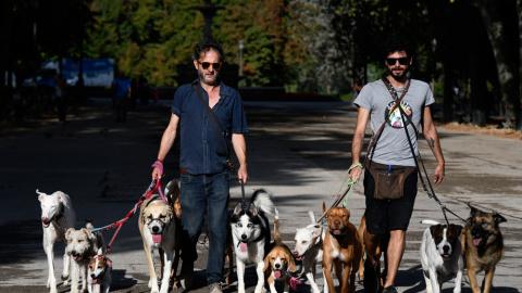 Dos hombres pasean perros en el parque de El Retiro de Madrid. AFP