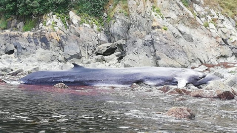 Ballena varada. Europa Press