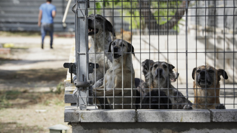 Varios perros viven en las instalaciones del albergue San Francisco de Asis de la Sociedad Protectora de Animales y Plantas de Madrid (SPAP), a 2 de junio de 2020.