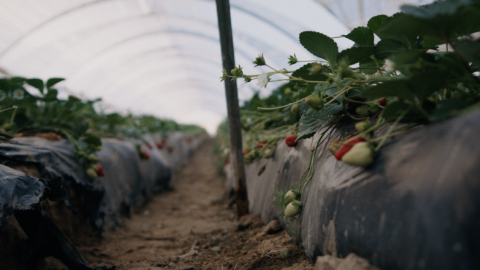 El interior de un invernadero donde se cultivan fresas, en una imagen del documental 'Lo invisible, esclavitud moderna en Europa'