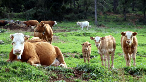 Un ramat de vaques pastura pel pla de Clarà, on es projecte l'embassament.