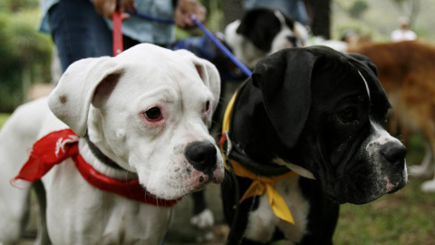 Otros países firmantes del Convenio introdujeron una excepción para poder amputar los rabos de los animales, como quería el PP. EFE