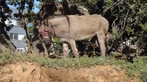 El burro del chatarrero de Mataró.