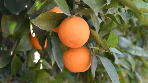 19/08/2019 - Detalle de una naranjas en un huerto / EFE