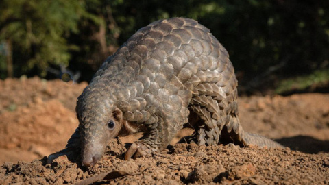 Un ejemplar de pangolín en el noreste de India. / Neil D'Cruze