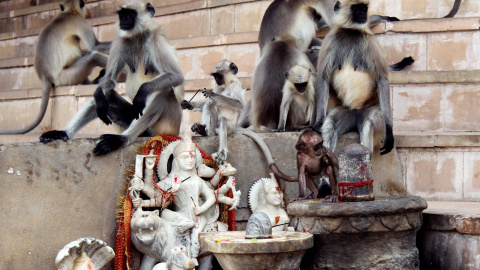 Monos langures juegan junto a unos ídolos de deidades hindúes en un lago en Pushkar, en el estado desértico de Rajasthan, India.REUTERS / Himanshu Sharma