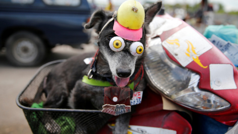 Un perro viste unos los ojos falsos montado en una motocicleta en Samut Sakhon, Tailandia. REUTERS / Jorge Silva