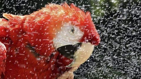 El loro Columbus se refresca en el parque de aves Weltvogelpark en Walsrode (Alemania) durante un día caluroso. EFE/Holger Hollemann