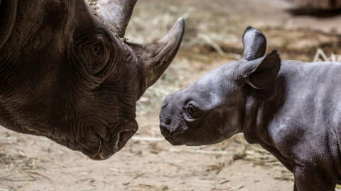 15/07/2019 - Dos rinocerontes negros en el Zoológico de Chicago, otra especie en peligro de extinción. EFE