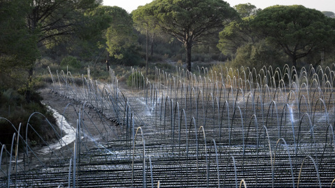 doñana-robo-agua