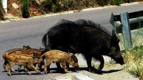 Piara de jabalíes cruzando una carretera. EFE