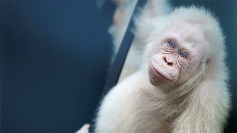 Liberan a Alba, la orangutana albina de la isla de Borneo | EFE