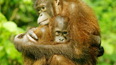 Una orangután sostiene a su cría en un centro de rehabilitación. /REUTERS