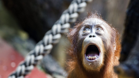 Nace un orangután de sumatra en el zoo de Zúrich, hoy, 15 de julio de 2015. EFE/Patrick B. Kraemer