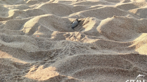 Una de les cries de tortuga careta que ha nascut a la platja de Viladecans i que ja ha estat alliberada al mar