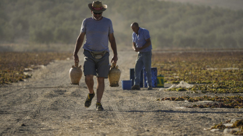 Un trabajador camina por una finca de la localidad cordobesa de Montalbán con un par de botijos en la mano el 19 de agosto de 2023.