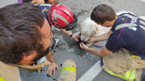 El perro tras ser rescatado por los bomberos y la Polícia Municipal de Terrassa, a 23 de agosto de 2023