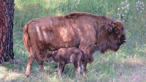 La cría de bisonte europeo junto a su madre.