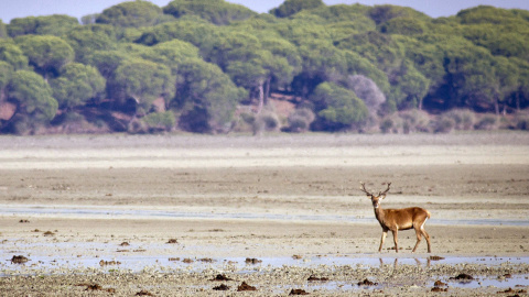 El parque nacional de Doñana, uno de los espacios de la Red Natura 2000 en España. EFE