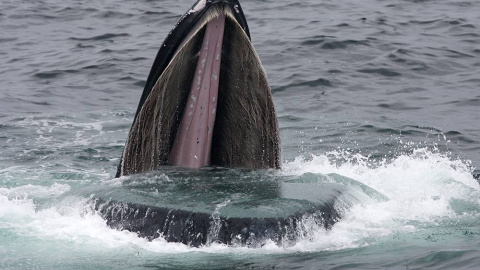 Ballena jorobada